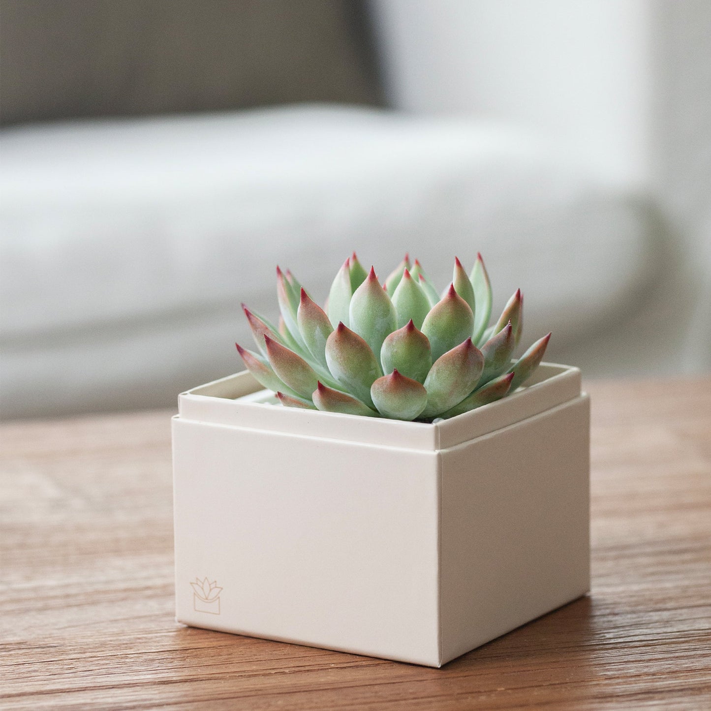 Bliss Garden Succulent