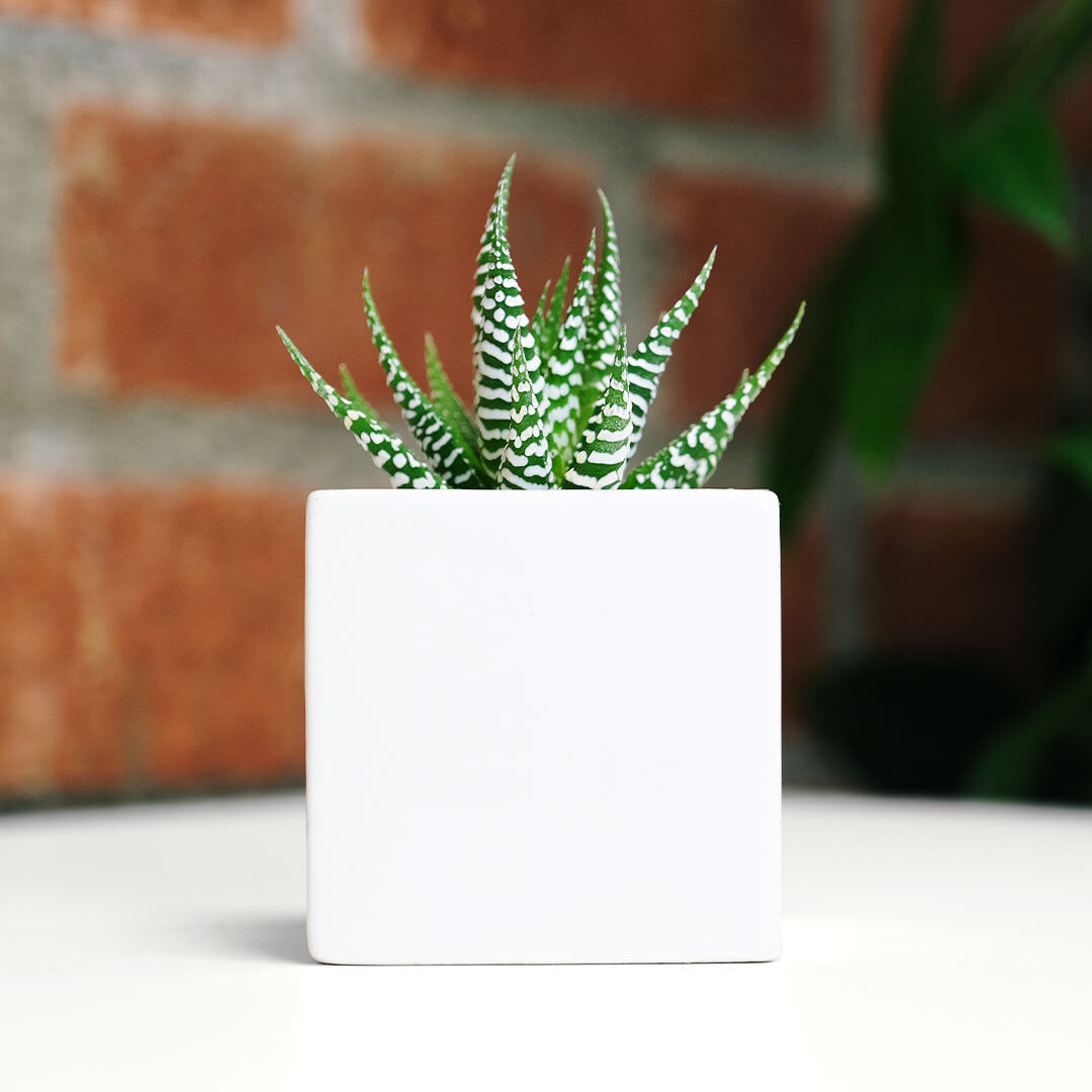 Ceramic Desk Succulent