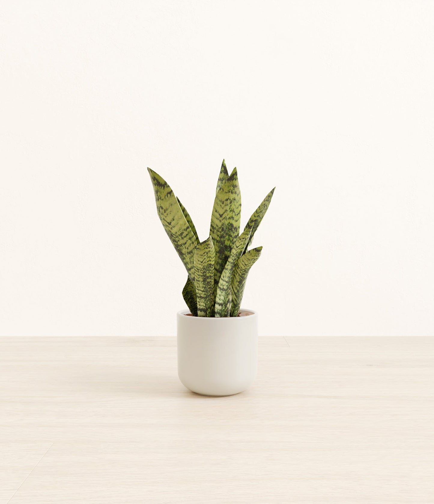 Small Green Snake Plant - Cotton White