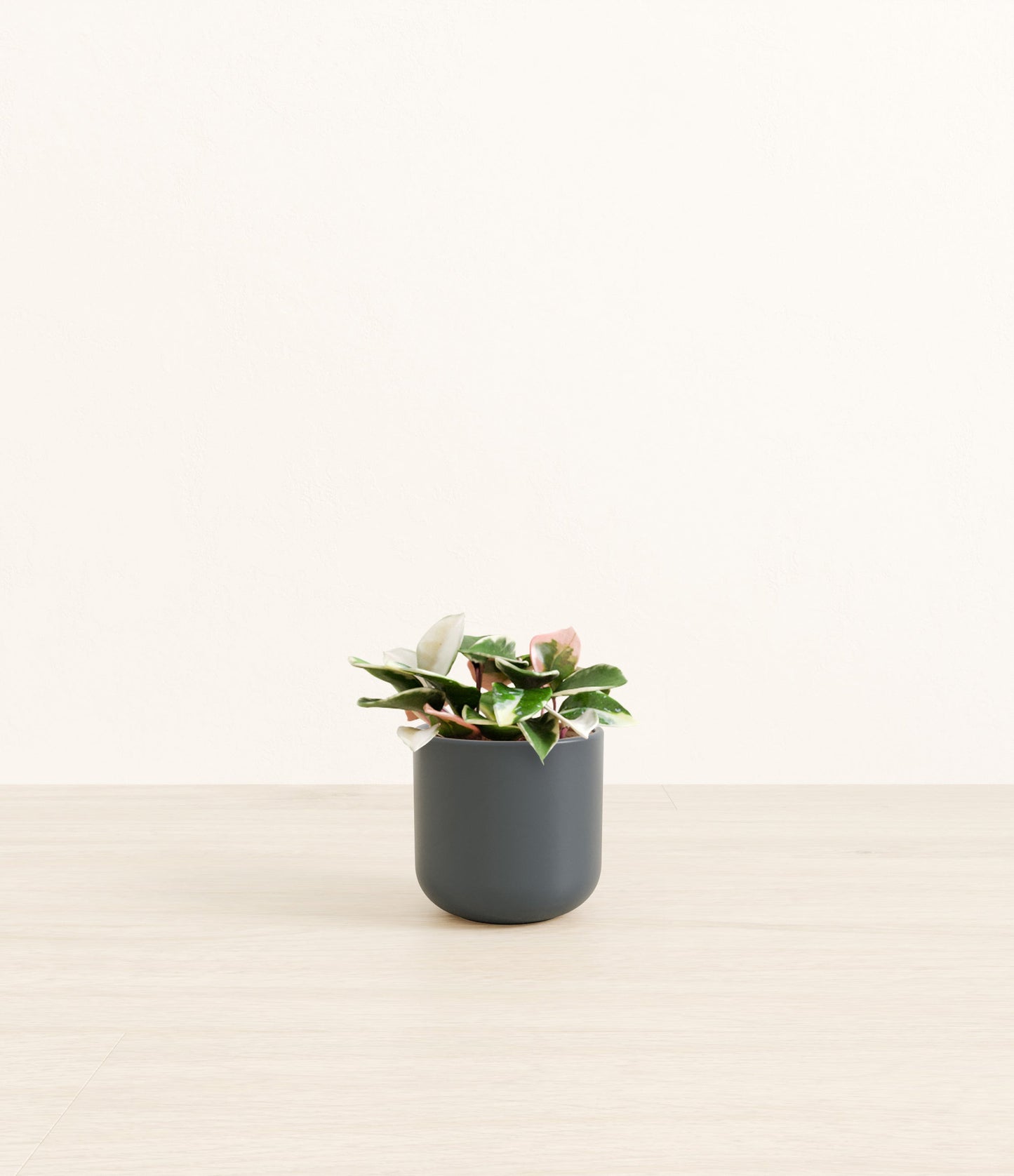 Small Hoya Tri Color - Misty Blue