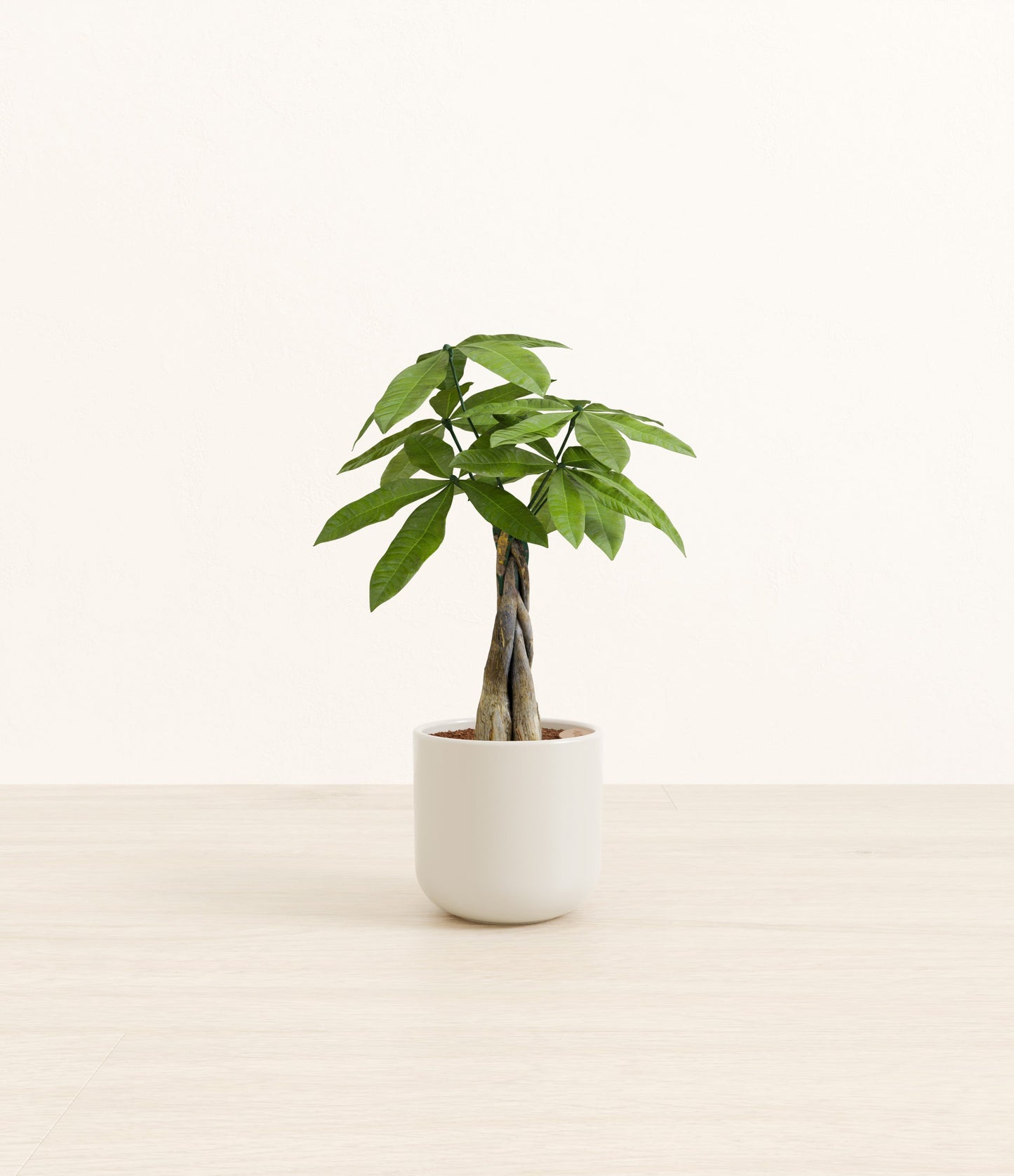 Small Money Tree - Cotton White