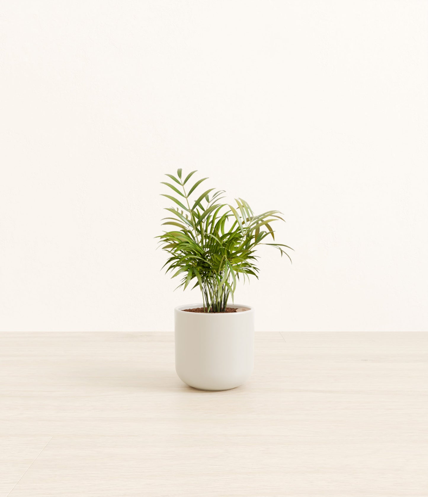 Small Parlor Palm - Natural Bamboo