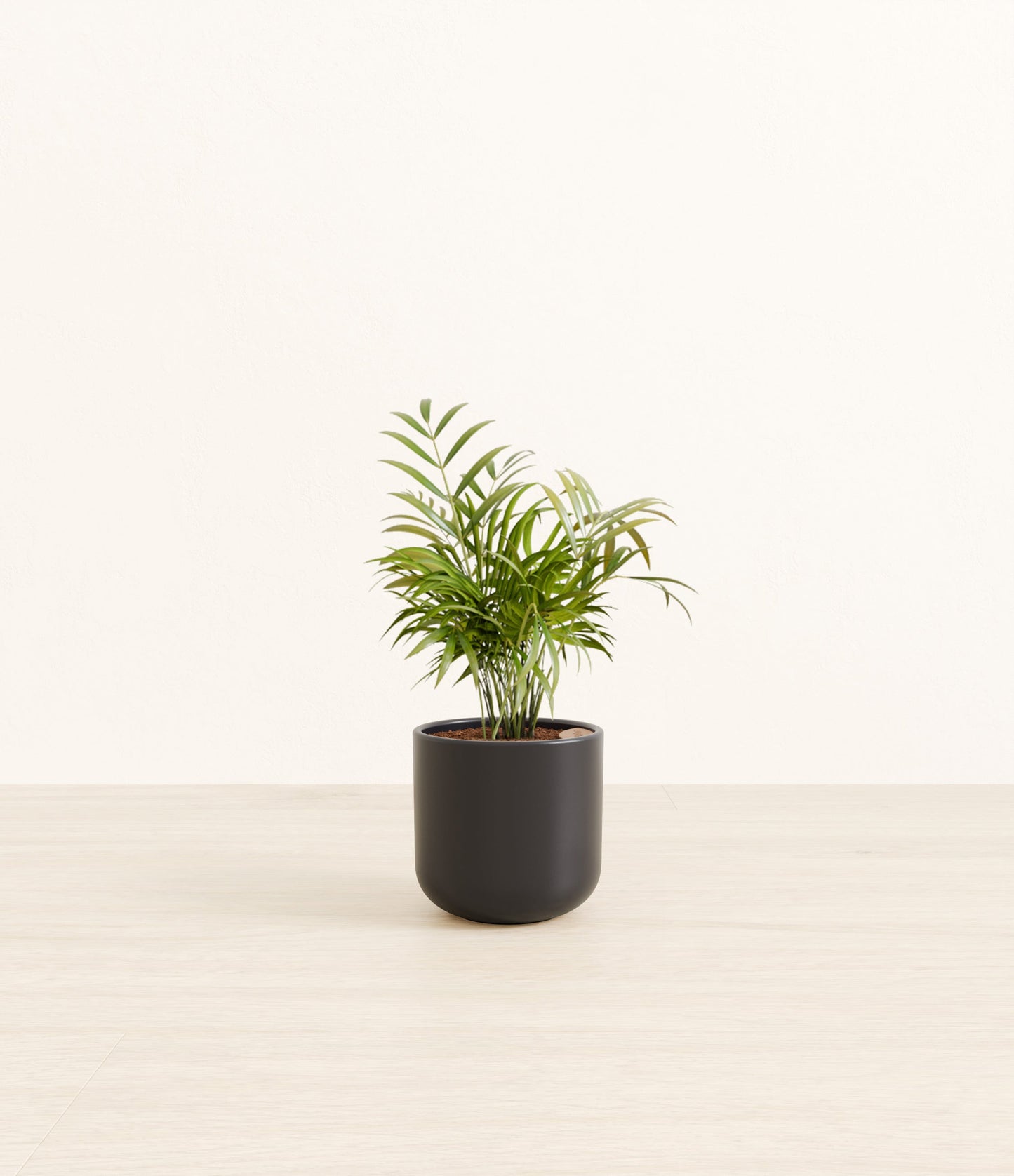 Small Parlor Palm - Stone Black