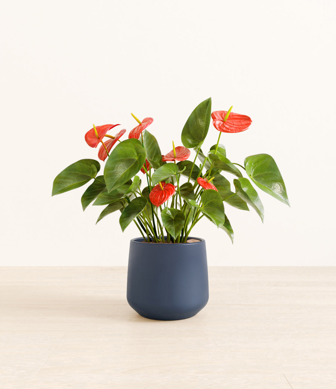 Medium Anthurium - Deep Navy