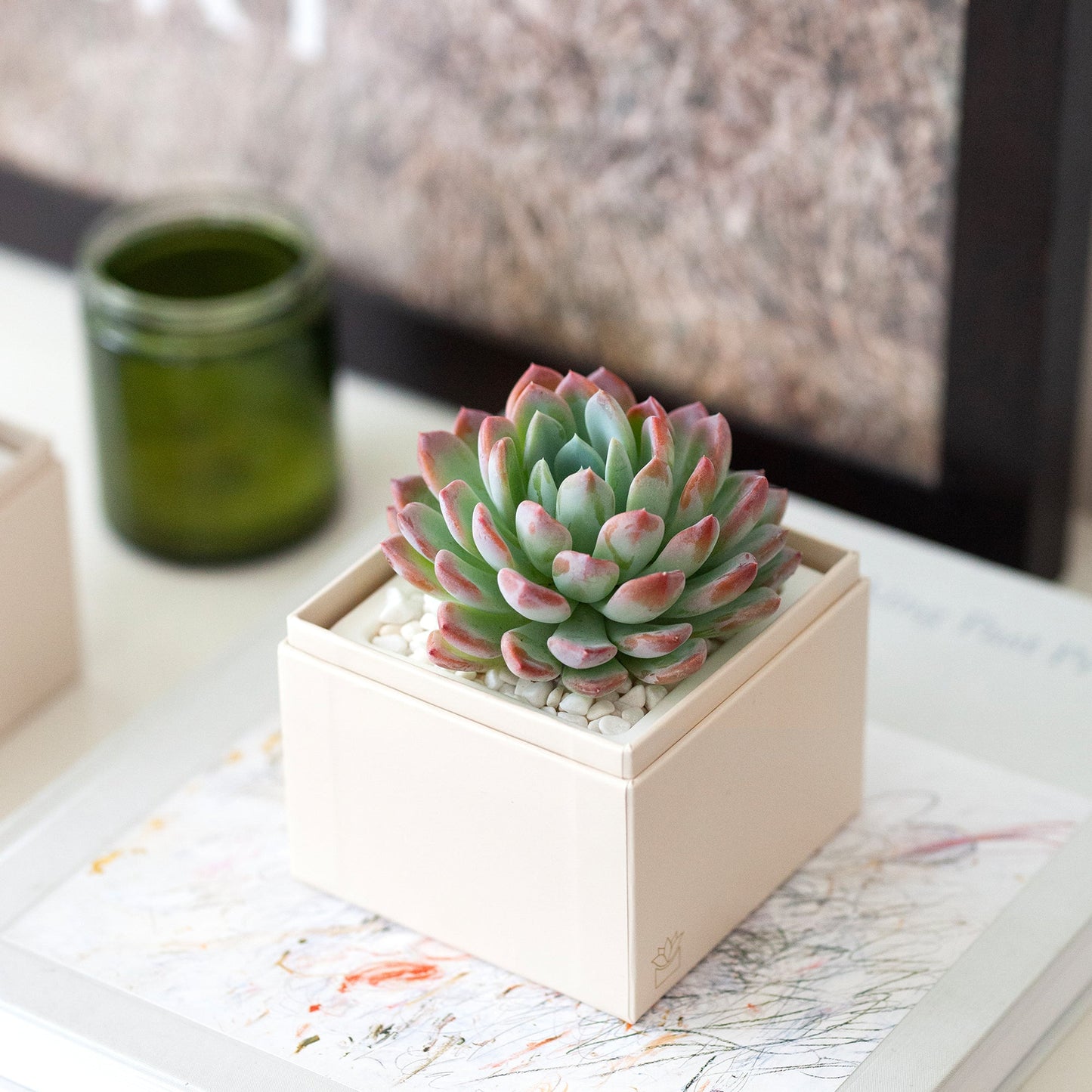 Bliss Garden Succulent