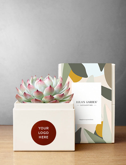 Branded Bliss Garden Succulent