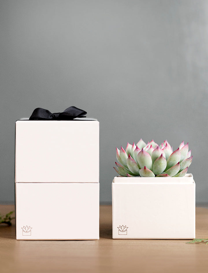 Branded Bliss Garden Succulent