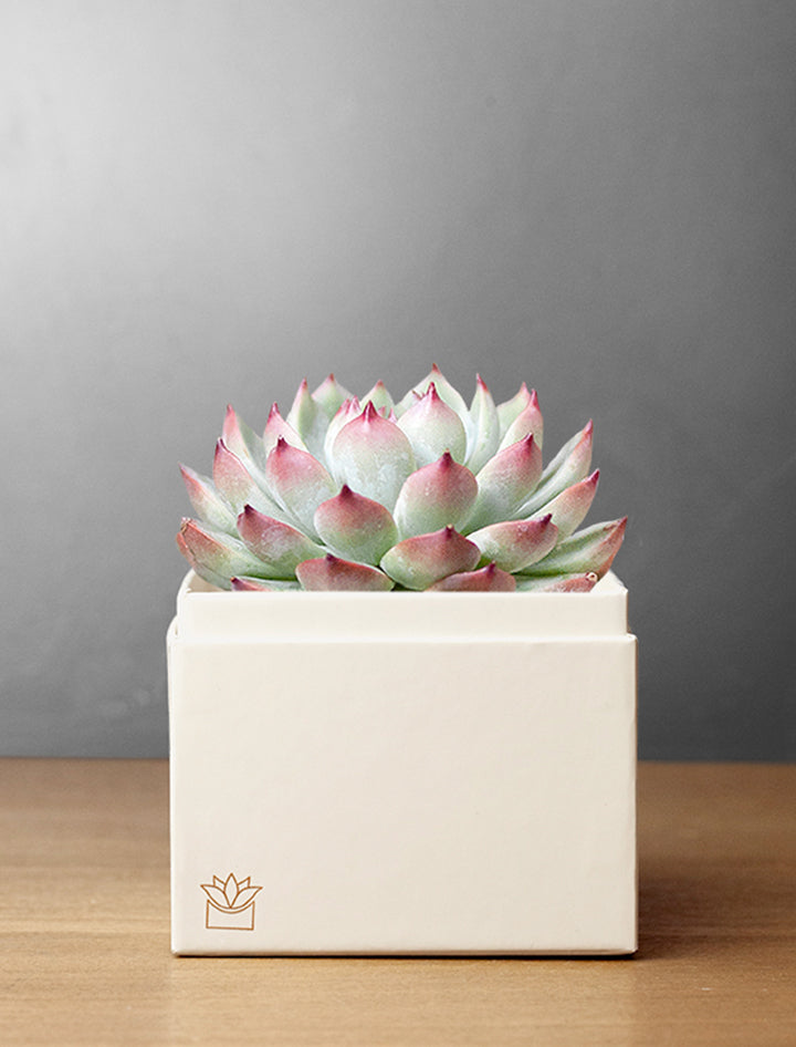 Branded Bliss Garden Succulent