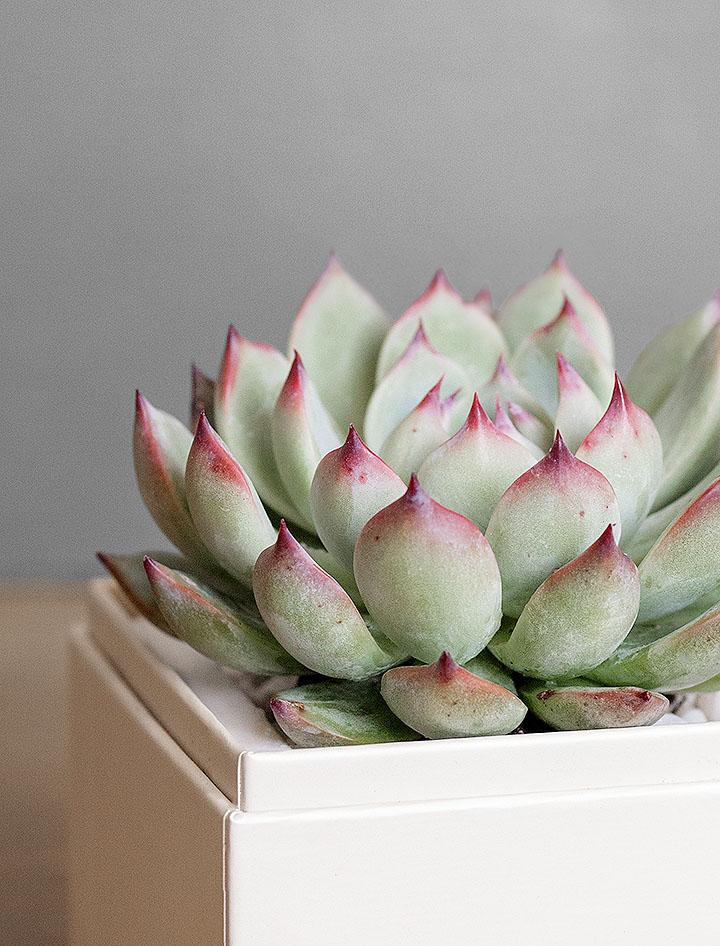 Branded Bliss Garden Succulent