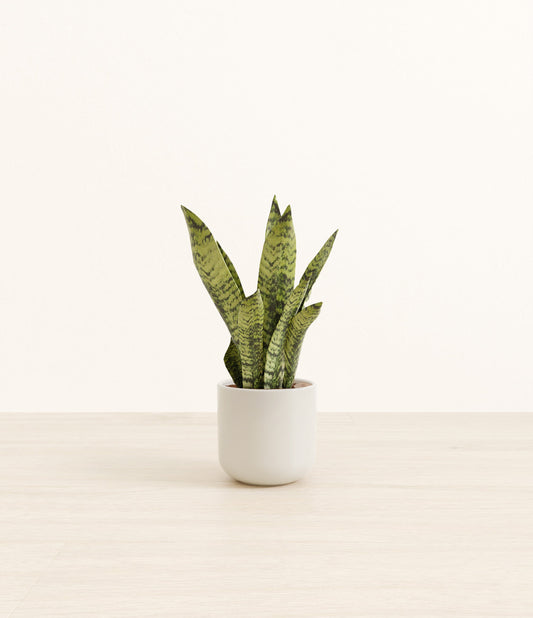 Small Green Snake Plant - Cotton White