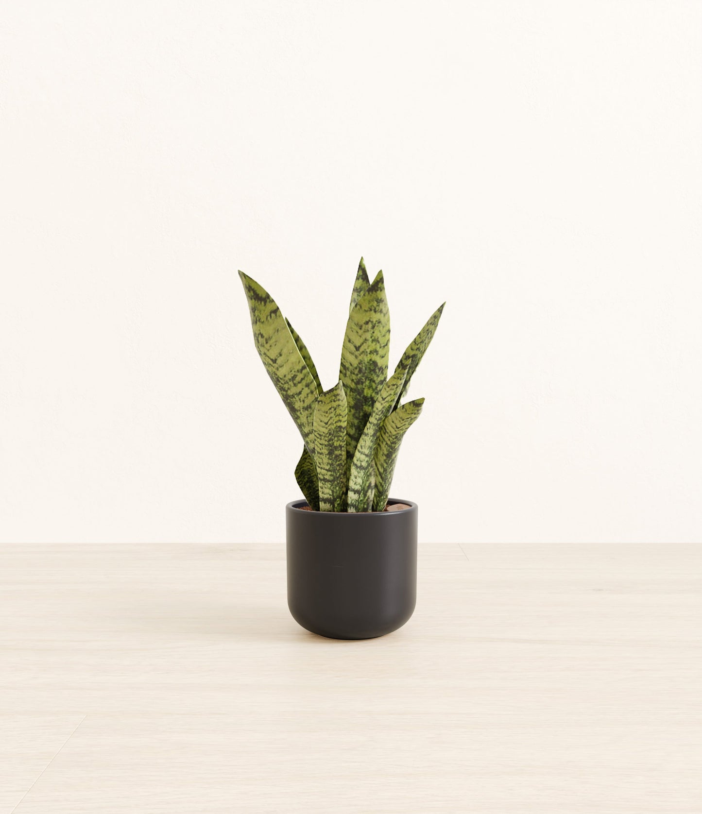 Small Green Snake Plant - Stone Black