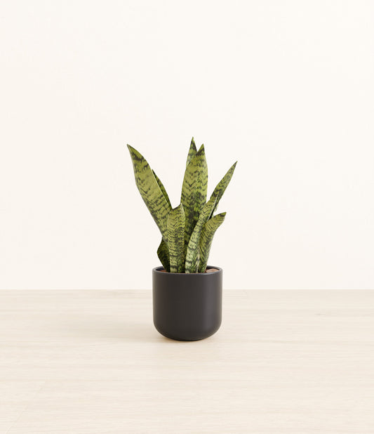 Small Green Snake Plant - Stone Black