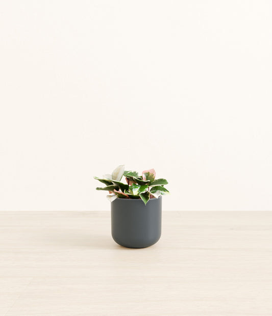 Small Hoya Tri Color - Misty Blue