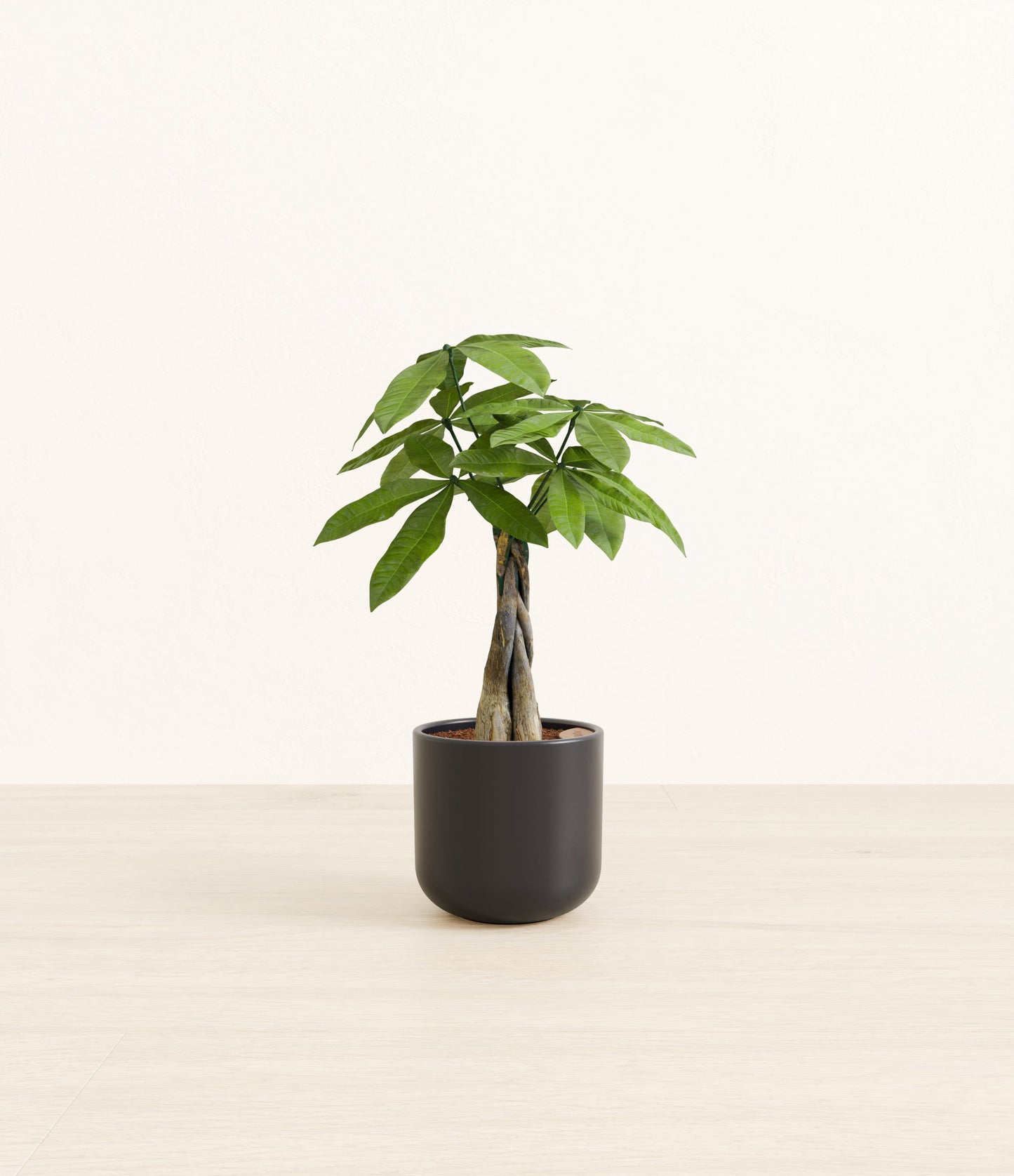 Small Money Tree - Stone Black