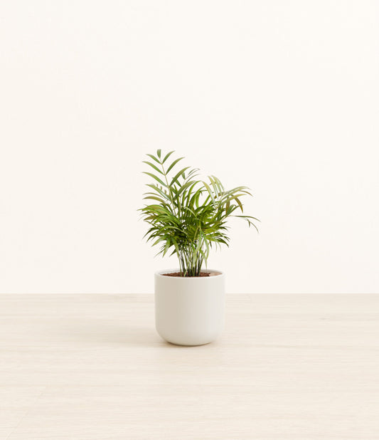 Small Parlor Palm - Natural Bamboo