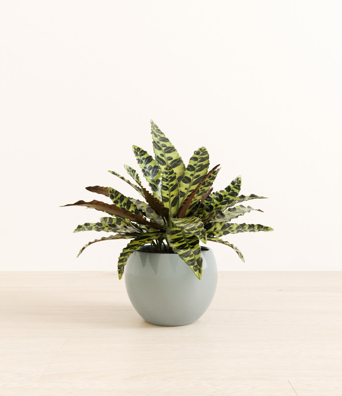 Medium Rattlesnake Calathea - Deep Ocean