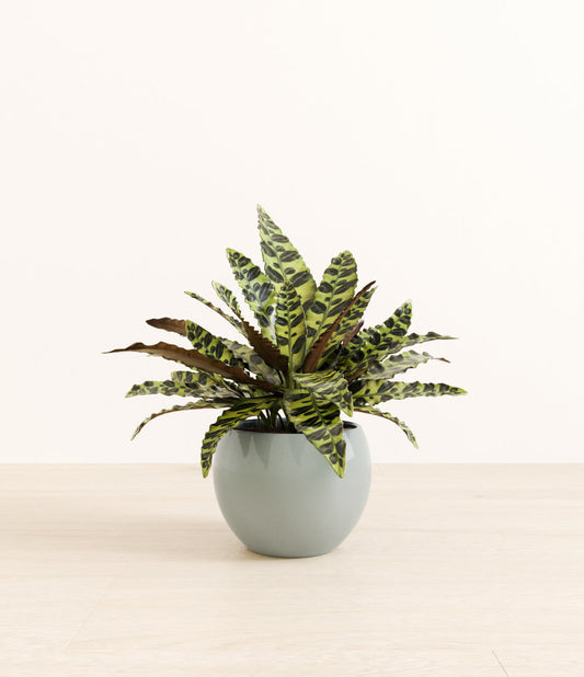 Medium Rattlesnake Calathea - Deep Ocean